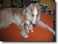 Chinese Crested Dog