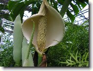 Monstera