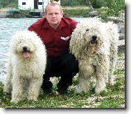 Komondor \(Dog standard\)