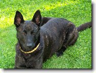 Dutch shepherd dog \\\\\\\\\\\\\\\\\\\\\(Dog standard\\\\\\\\\\\\\\\\\\\\\)