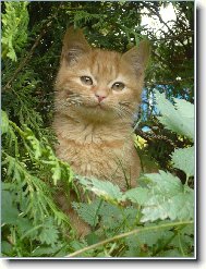 European Shorthair Cat