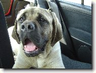 English Mastiff