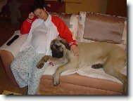 English Mastiff