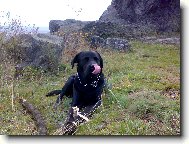 Labrador Retriever