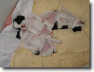 Chin, Japanese Chin