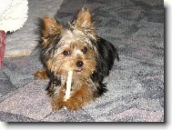 Jorkšírský terier, Yorkshire Terrier,