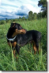 German Pinscher \(Dog standard\)