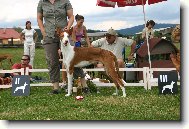 Podenco Ibizenco