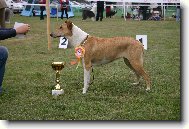 Collie smooth \(Dog standard\)