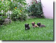 Chihuahua