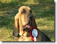 Chien de Saint-Hubert