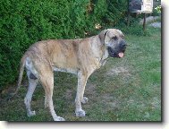 Fila Brasileiro