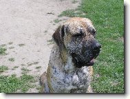 Fila Brasileiro