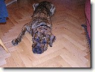 Fila Brasileiro