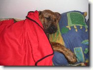 Fila Brasileiro