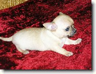 Chihuahua