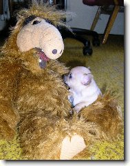 Chihuahua