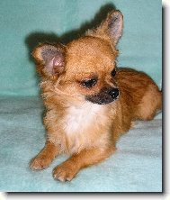 Chihuahua