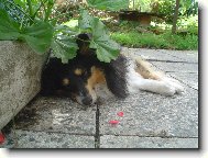 Shetland Sheepdog