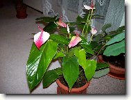 Anthurium