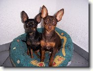 PRAGUE RATTER