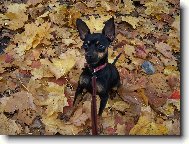 PRAGUE RATTER