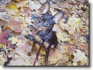 PRAGUE RATTER