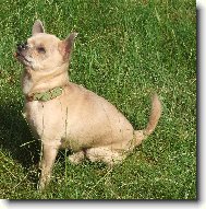 Chihuahua