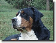 Great swiss mountain dog \\\\\(Dog standard\\\\\)