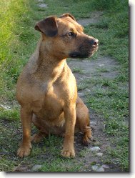 Patterdale terir