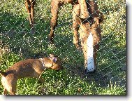 Patterdale terrier