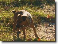 Patterdale terrier