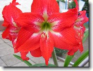 Hippeastrum