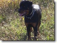 Rottweiler