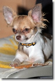 Chihuahua