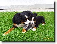 Berner Sennenhund