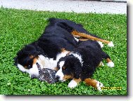 Berner Sennenhund