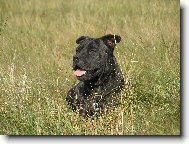 Mallorca mastiff \(Dog standard\)