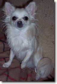 Chihuahua