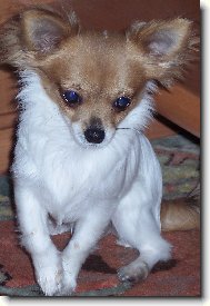 Chihuahua