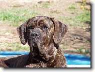 Fila Brasileiro