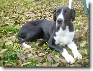 Deutsche Dogge