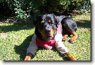 Rottweiler