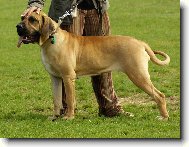Fila Brasileiro