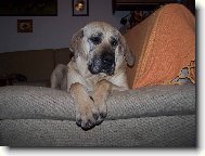 Fila Brasileiro