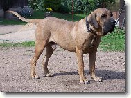 Fila Brasileiro
