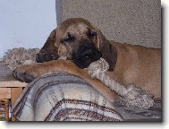 Fila Brasileiro