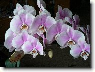 Orchideje