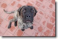 English Mastiff