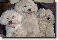 Bichon Havanais, Havanese